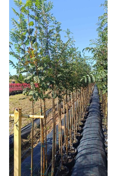 Горобина звичайна - 10-20л/вис.220-280см/Ø40-50см